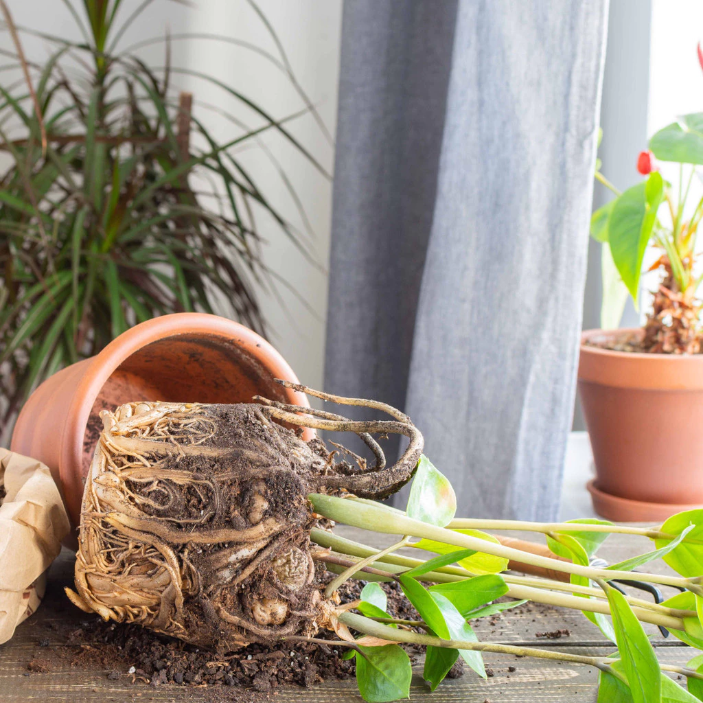 Substrato para Zamioculca – Pronto para Uso, Arejado e Nutritivo!