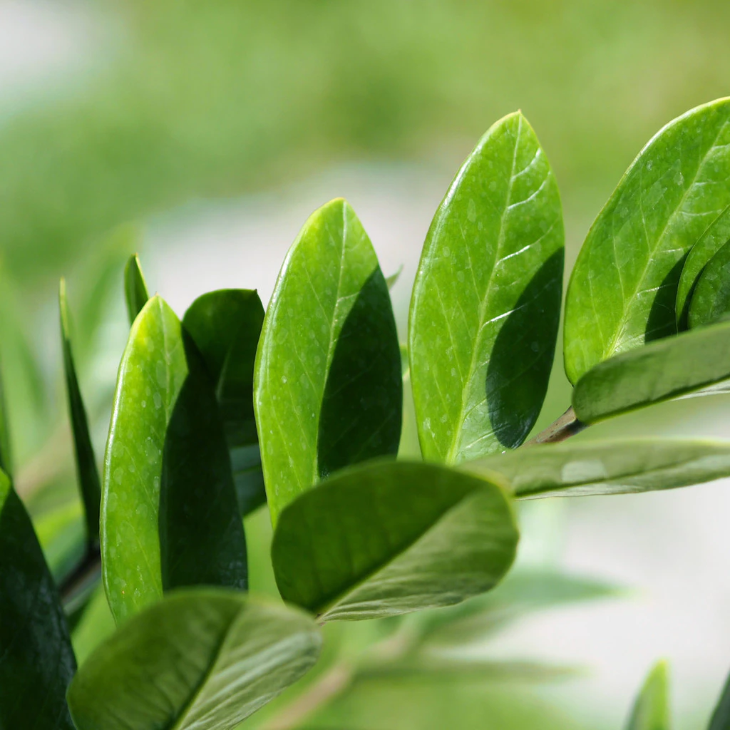 Substrato para Zamioculca – Pronto para Uso, Arejado e Nutritivo!